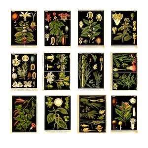 Set di 12 cartoline botaniche vintage – Stampe floreali antiche, illustrazioni di piante retrò, arte botanica per l'arredamento della casa e idee regalo