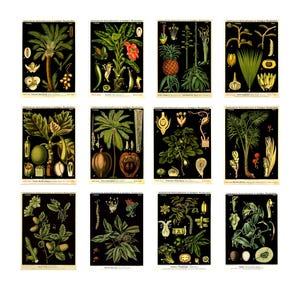 Set di 12 cartoline botaniche d'epoca, illustrazioni di piante antiche tedesche, stampe d'arte botanica retrò per collezionisti e regali