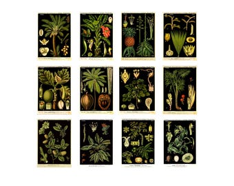 German Botanical Postcard Set of 12 Vintage Plant Illustration Prints