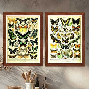 Vintage vlinderposterset, Adolphe Millot antieke entomologieprints, kleurrijke natuurhistorische kunst aan de muur, insectenkaart botanisch decor