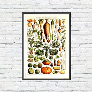affiche botanique de légumes vintage par Adolphe Millot, art mural jardin à la française, impression de tableau de cuisine antique, décoration d'illustration de cuisine rustique