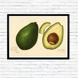Póster vintage de aguacate, impresión botánica horizontal de acuarela de 1916, ilustración de fruta, arte de pared para cocina, decoración clásica para el hogar, regalo para amantes de las plantas.