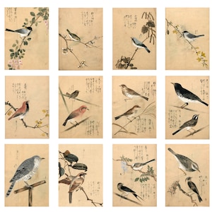 Japanese Birds Postcards Antique Birds Prints Vintage Japanese Birds On Branch Postcards Set Of 12 Vintage Birds Painting Japan Prints