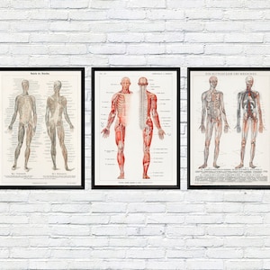 Set di 3 poster anatomici vintage, struttura del corpo umano, stampe d'arte medica, decorazioni murali scientifiche retrò, poster di anatomia, regalo per studio medico