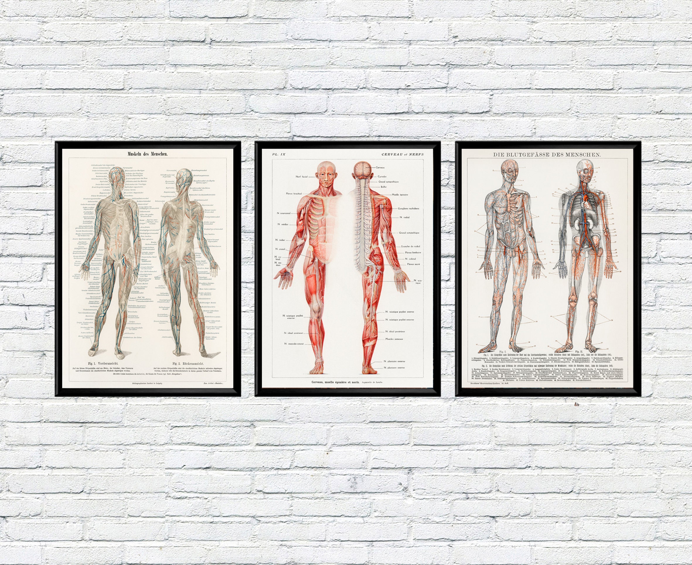 Human Structure Anatomical Posters Set of 3 Vintage Medical Prints ...