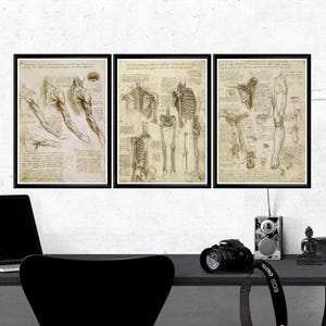 Anatomy Posters Set of 3, Leonardo Da Vinci Anatomical Prints, Vintage Medical Wall Art, Human Body Scientific Art, Antique Gift for Doctor