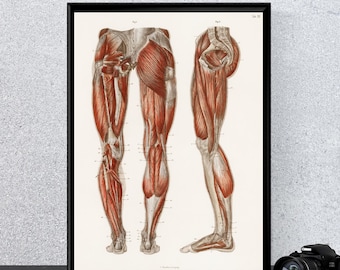 Human Muscle Anatomy Poster, Vintage Medical Illustration Print, Anatomical Wall Art