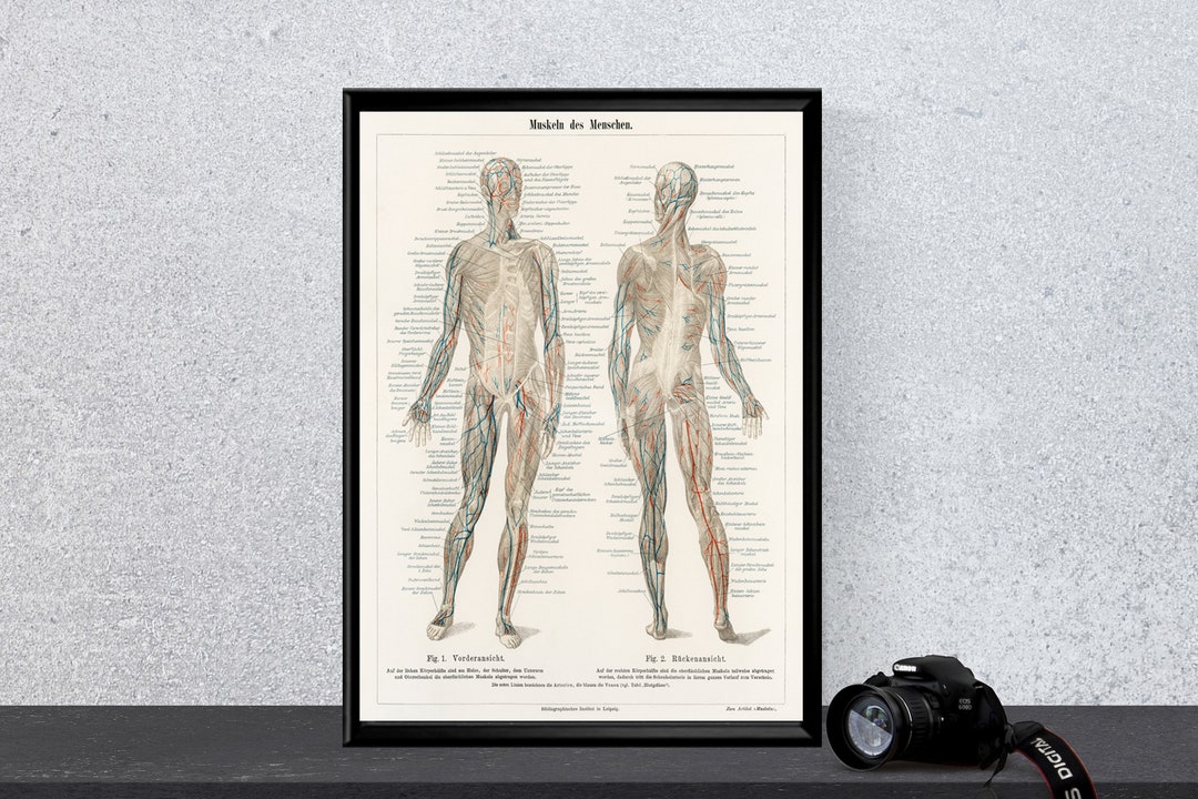 Human Muscles Anatomy Poster, Vintage Medical Illustration Print, Human