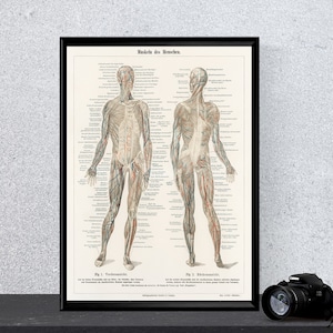 Poster menselijke spieranatomie - vintage medische illustratieprint, educatieve kaart voor professionals, kliniek en kantoor wanddecoratie