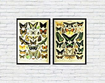 Butterflies Posters Vintage Butterfly Illustrations by Adolphe Millot Butterflies Set of 2 Prints