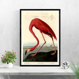 American Flamingo Poster John James Audubon Print, Birds of America 1838 Wall Art, Vintage Flamingo Illustration, Ornithology Decor