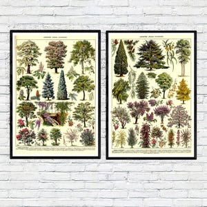 Botanical Tree Posters Set of 2 Vintage Ornamental Tree Prints by Adolphe Millot Antique Botanical Wall Art Educational Nature Illustrations