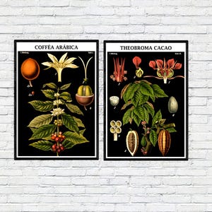 Conjunto de 2 pôsteres botânicos vintage para cozinha, estampas de cafeeiro e cacaueiro, arte retrô com plantas, decoração de cozinha, ilustração botânica antiga