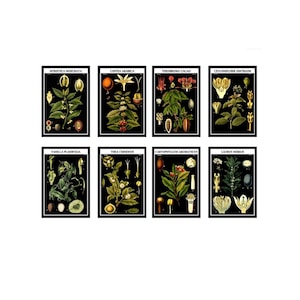 Poster di spezie botaniche, stampe murali vintage con caffè, cacao, tè alla vaniglia e erbe aromatiche, decorazioni da cucina per farmacisti, illustrazioni di piante culinarie