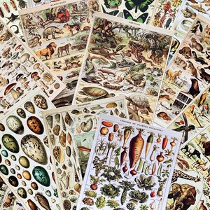 Set von 16 Vintage Botanischen Postkarten, Französische Naturgeschichte Drucke, Antikes Illustrations-Set, Retro Natur Kunst, Sammler Geschenkidee