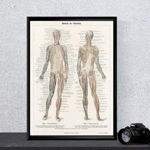 Human Muscle Anatomy Poster - Vintage Medical Illustration Print, Educational Chart for Professionals, Clinic and Office Wall Decor
