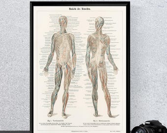 Human Muscle Anatomy Poster, Vintage Medical Illustration, Anatomical Muscle Wall Art