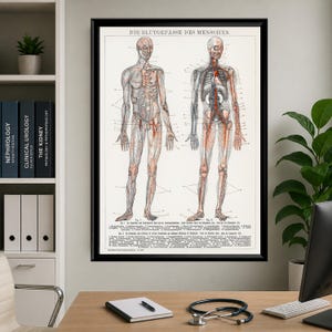 Vintage Anatomy Poster Set Human Body Prints Medical Wall Art Muscular ...
