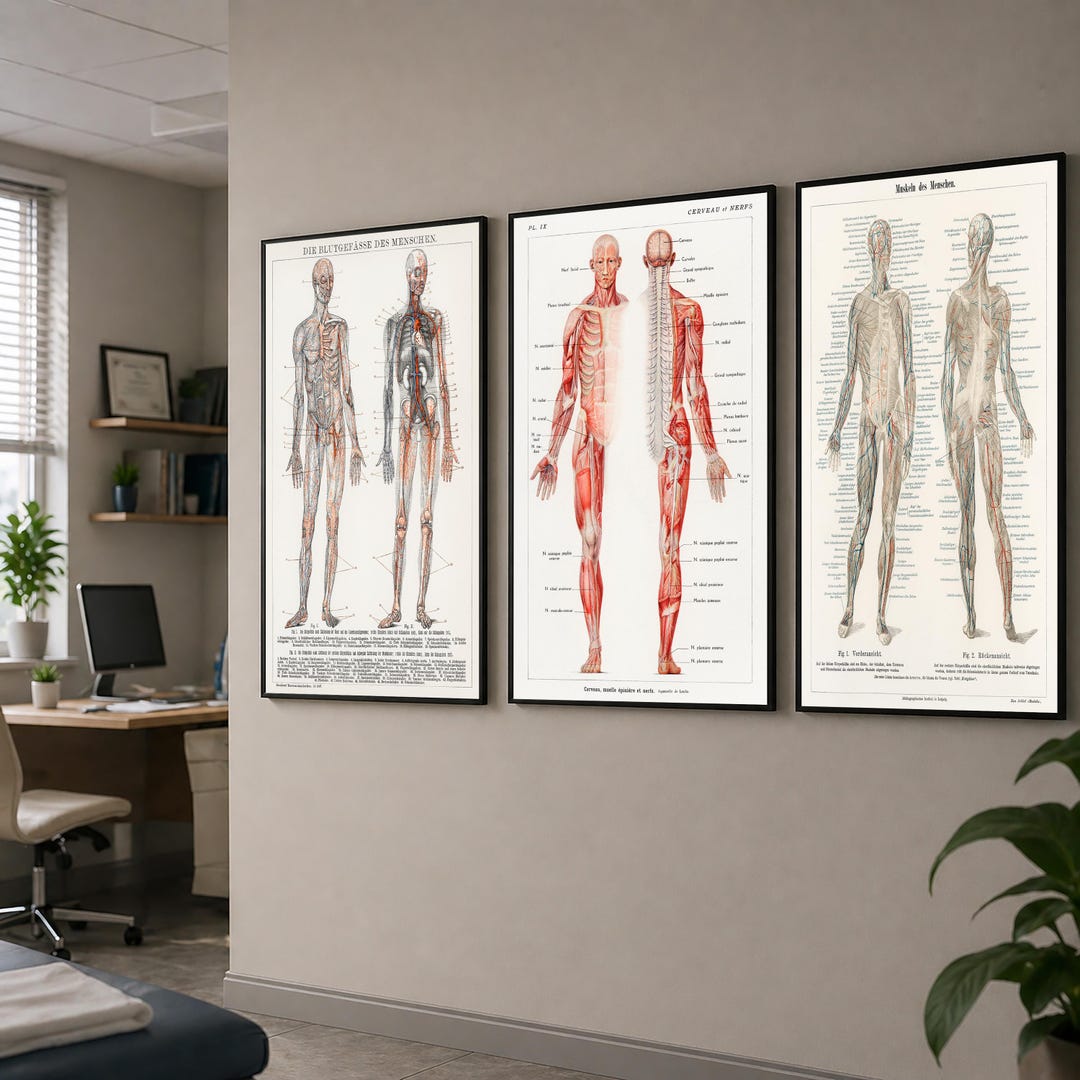 Vintage Anatomy Poster Set Human Body Prints Medical Wall Art Muscular ...