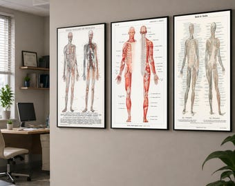 Vintage Anatomy Poster Set Human Body Prints Medical Wall Art Muscular Skeletal Nervous System Charts Doctor Office Decor