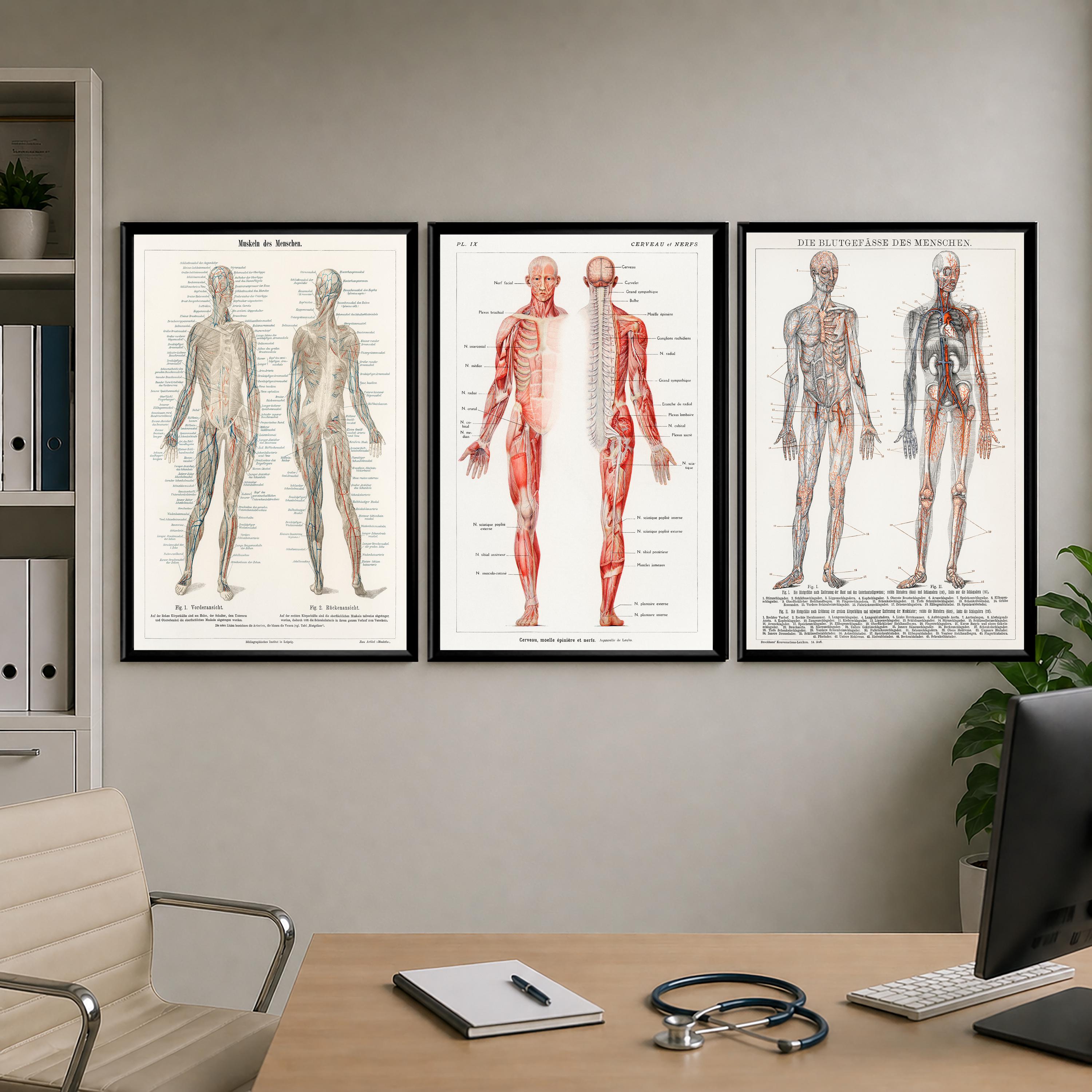 Vintage Anatomy Poster Set Human Body Prints Medical Wall Art Muscular ...