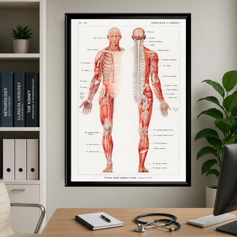 Vintage Anatomy Poster Set Human Body Prints Medical Wall Art Muscular ...