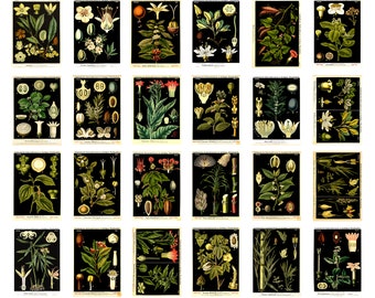Juego de 24 postales botánicas con estampados florales alemanes y ilustraciones de plantas vintage.