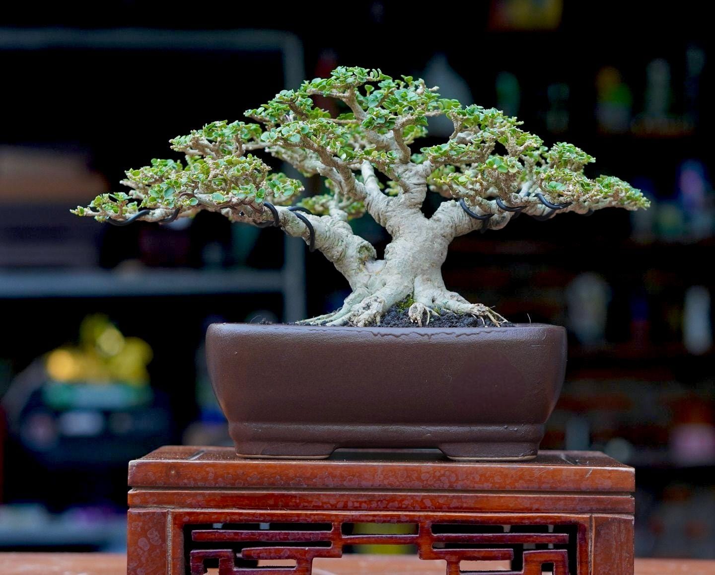 Premna Microphylla Bonsai Shito|057 - Etsy Israel