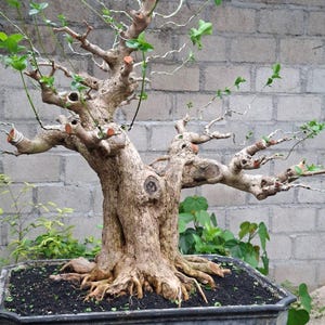 Bonsái de tronco supergrande Premna Microphylla, imagen real/067