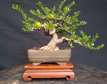 Árbol Bonsai Desmodium, foto real.