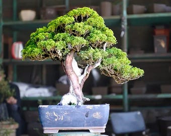 Juniperus Sargentii Bonsai Tree,Real Picture.