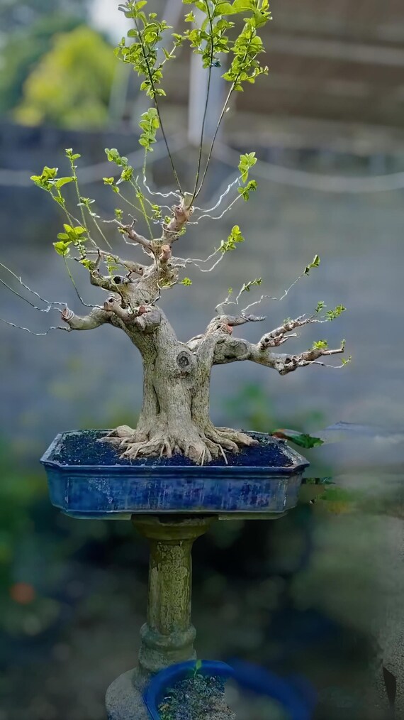acer palmatum atropurpureum bonsai Acer palmatum atropurpureum - Red Leaf Japanese Maple main image 1