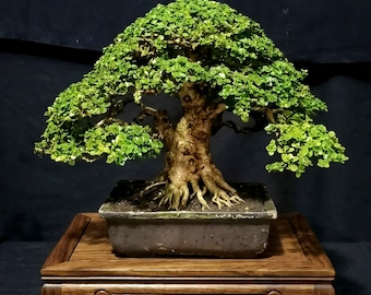 Premna microphylla  Bonsai Tree,Real Picture.