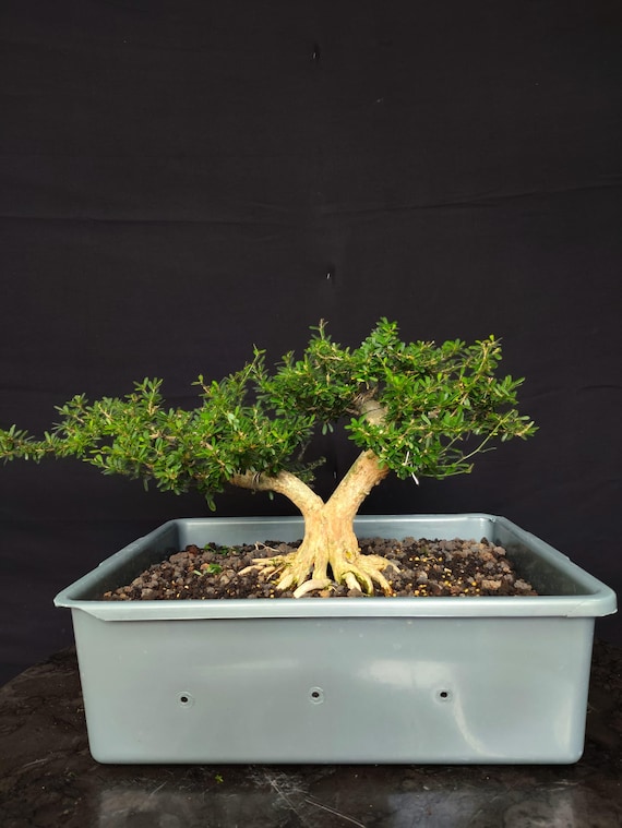 Blue Bell Micro Bonsai Tree,real Picture - Etsy Israel