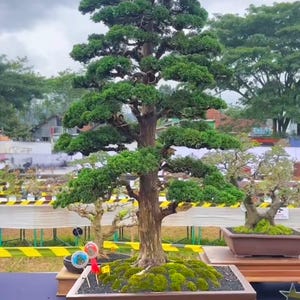 May include: A meticulously crafted bonsai tree with a full, green canopy and a thick, textured trunk. The tree is displayed in a rectangular brown pot filled with moss and sits on a wooden stand. Other bonsai trees are visible in the background.