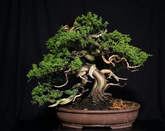 Árbol Bonsai Juniperus Chinensis, imagen real.