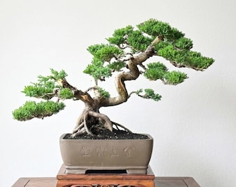Imagen real del bonsái de Juniperus Chinensis