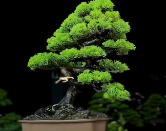 Op de afbeelding: Een heldergroene bonsai-boom met een donkerbruine stam en takken, in een lichtbruine keramische pot. Het gebladerte van de boom is dicht en weelderig, waardoor een volle, afgeronde vorm ontstaat. De achtergrond is effen zwart.
