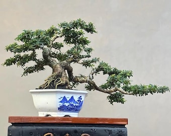 ブルーベル盆栽、実物写真。