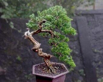 pinus strobus bonsai Pinus strobus 'Nana' Dwarf Eastern White Pine  Maple Ridge Nursery