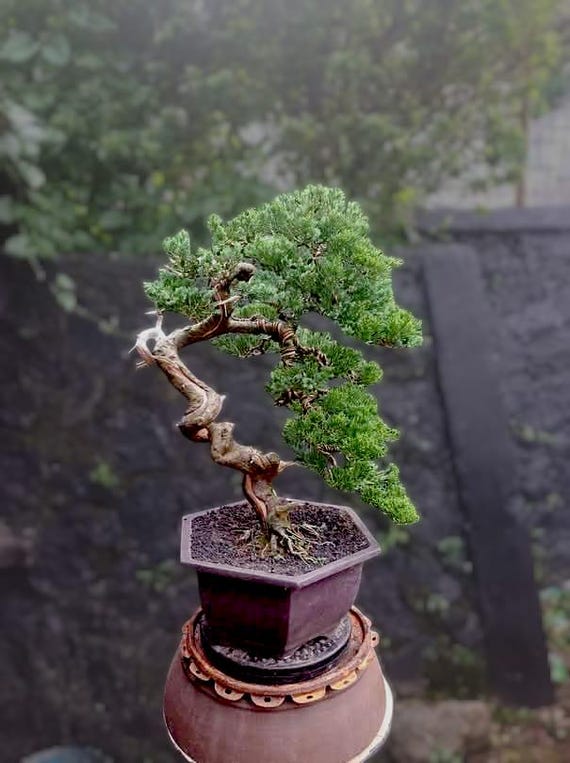 Juniperus Chinensis Bonsai - Etsy Israel