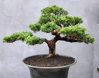 Juniperus Chinensis Bonsai Baum, echtes Bild.