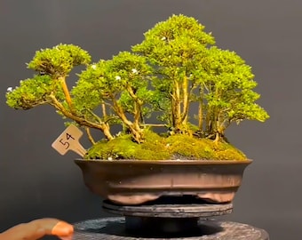 Serissa Grouping Bonsai Tree,Real Picture.