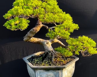 Árbol Bonsai Juniperus Chinensis, imagen real.