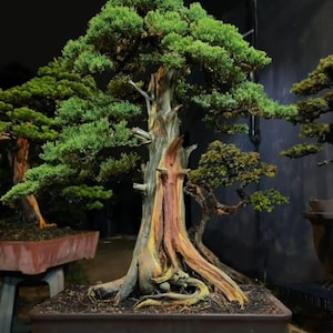 May include: A juniper bonsai tree with dense green foliage and a weathered, textured trunk featuring exposed reddish-brown wood grain. The tree is planted in a rectangular dark brown ceramic pot, showcasing a gnarled root structure at the base.