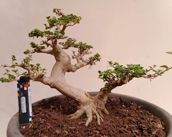 Groothandel Premna Microphylla-materiaal bonsaiboom 5 stuks