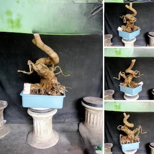 May include: A handmade wooden sign with the text "Welcome" in a playful font. The sign features a distressed finish and a simple, rustic design, perfect for a front door or entryway. The sign is approximately 12 inches wide.