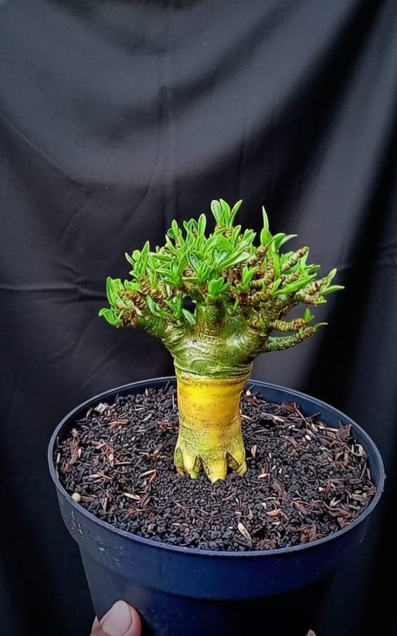 Adenium Bonsai Tree - Etsy Canada