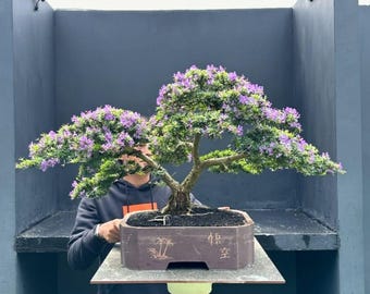 Blue Bell Bonsai Tree,Real Picture.