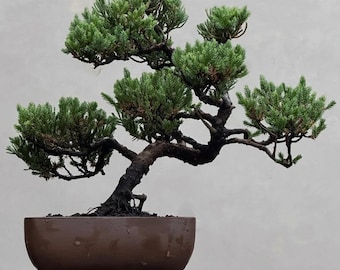 Juniperus Chinensis Bonsai Tree Actual Picture